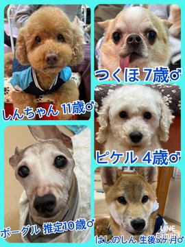 🐾今日の里親様募集中ワンコ🐶メンバーです🐾2023,2,14【保護犬カフェ天神橋店】